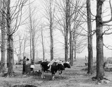 Bringing in the sap in a maple sugar camp, between 1900 and 1906. Creator: Unknown