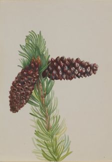 Bristle-Cone Pine (Pinus aristata), ca. 1930s. Creator: Mary Vaux Walcott