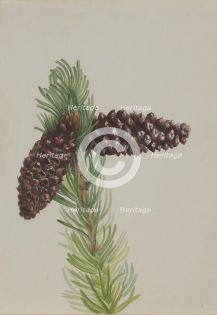 Bristle-Cone Pine (Pinus aristata), ca. 1930s. Creator: Mary Vaux Walcott.