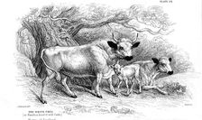 British wild or park cattle. Artist: William Jardine
