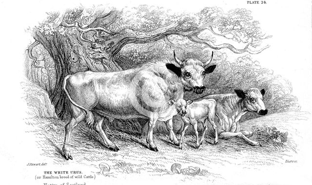 British wild or park cattle.  Artist: William Jardine