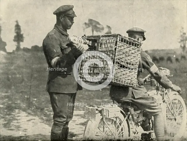 'British Army Carrier Pigeons in France', (1919). Creator: Unknown.