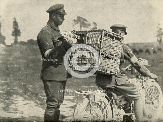 'British Army Carrier Pigeons in France', (1919). Creator: Unknown.