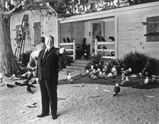 British-born American film director Alfred Hitchcock during the filming of The Birds 1963
