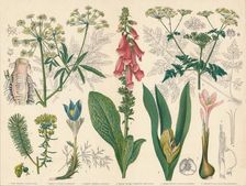 British Poisonous Plants mid-late 19th century. Creator: Cassell & Co
