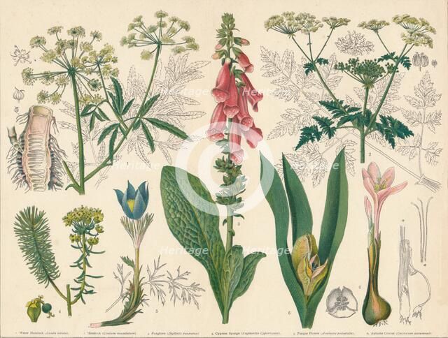 'British Poisonous Plants', mid-late 19th century. Creator: Cassell & Co.