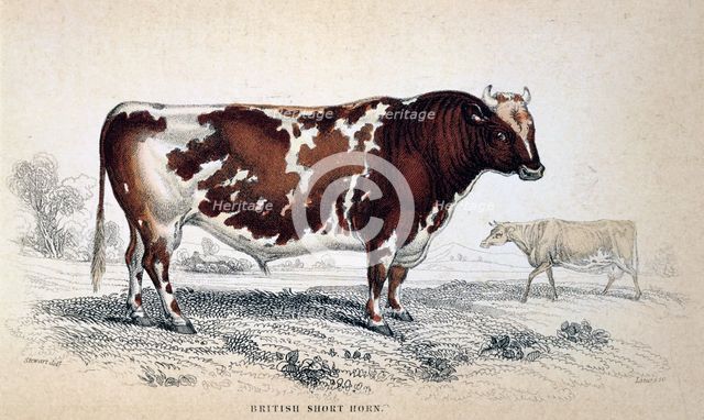'British Short Horn', 1839. Creator: Unknown.