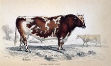 British Short Horn 1839. Creator: Unknown