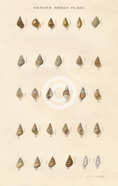 'British Shells', c1859. Creator: George Brettingham Sowerby.