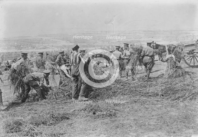 British soldiers feed horses, Apr 1917. Creator: Bain News Service.