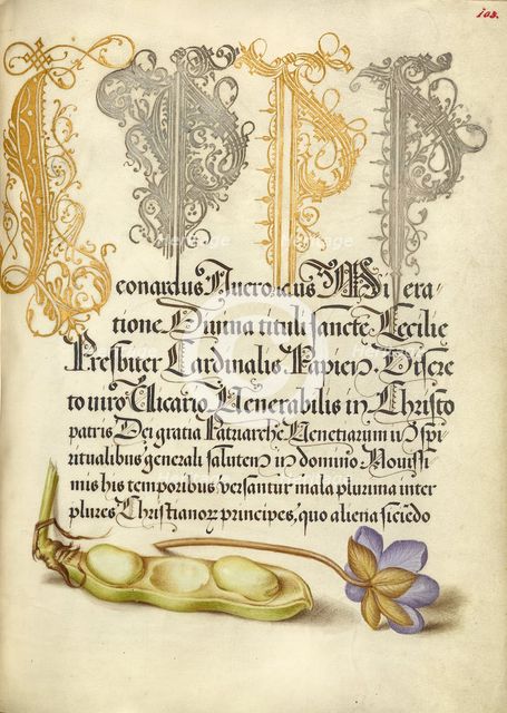 Broad Bean and Liverleaf; Mira calligraphiae monumenta, 1561-1562; illumination added 1591-1596. Creator: Joris Hoefnagel.