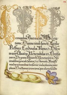 Broad Bean and Liverleaf; Mira calligraphiae monumenta, 1561-1562; illumination added 1591-1596. Creator: Joris Hoefnagel