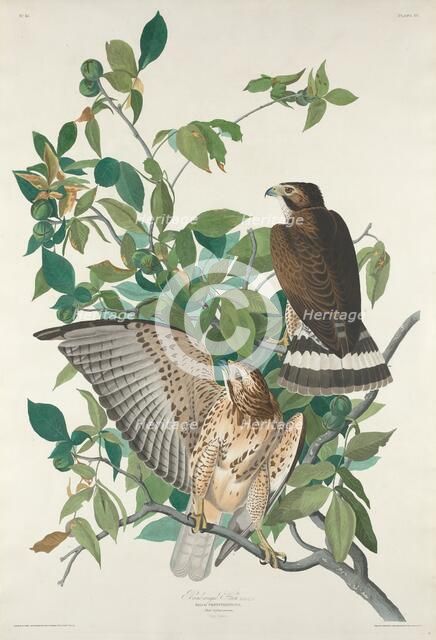 Broad-winged Hawk, 1830. Creator: Robert Havell.