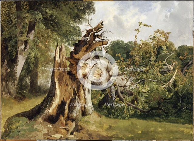 Broken tree at near Meiringen (Bernese Oberland), Mid of the 19th cen.. Creator: Calame, Alexandre (1810-1864).