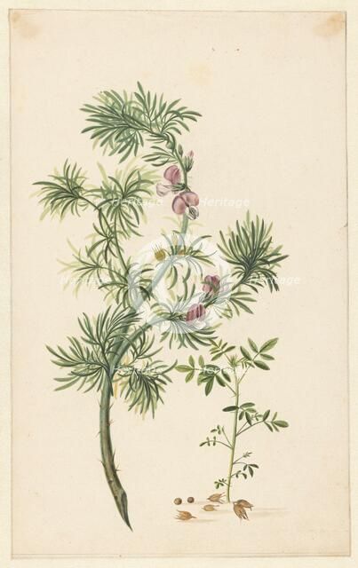 Broom (Genista), 1685. Creator: Herman Henstenburgh.