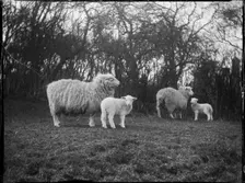 Broomfield, Broomfield and Kingswood, Maidstone, Kent, 1904. Creator: Katherine Jean Macfee