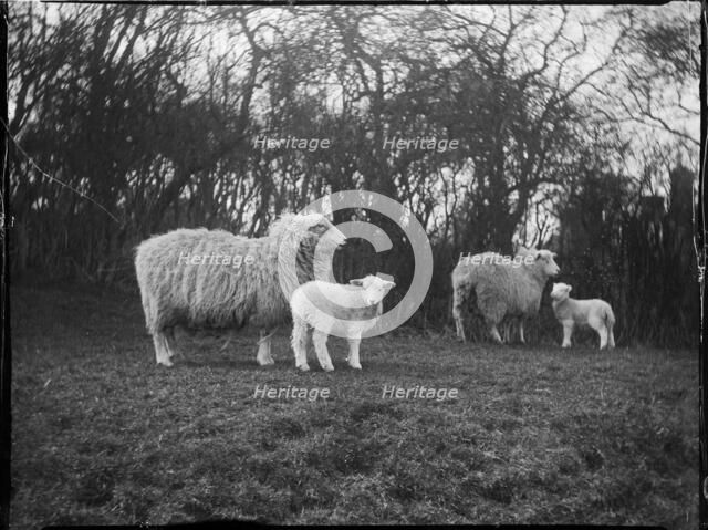 Broomfield, Broomfield and Kingswood, Maidstone, Kent, 1904. Creator: Katherine Jean Macfee.