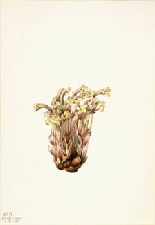 Broomrape (Orobanche fasciculata), 1933. Creator: Mary Vaux Walcott