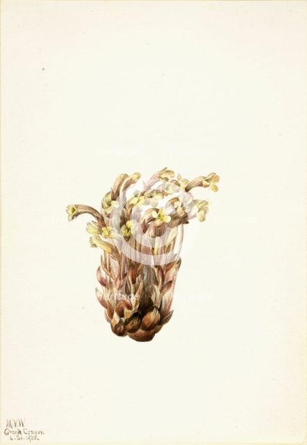 Broomrape (Orobanche fasciculata), 1933. Creator: Mary Vaux Walcott.