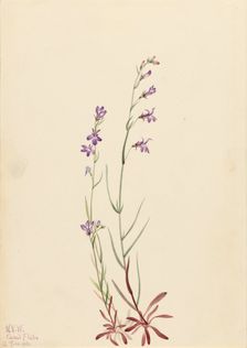 Brook Lobelia (Lobelia kalmii), 1923. Creator: Mary Vaux Walcott