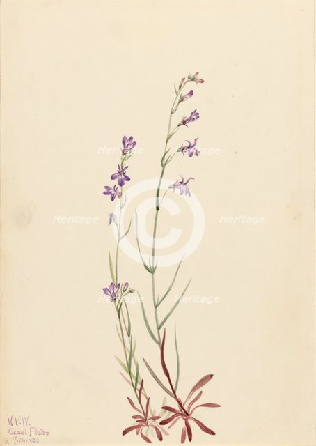 Brook Lobelia (Lobelia kalmii), 1923. Creator: Mary Vaux Walcott.