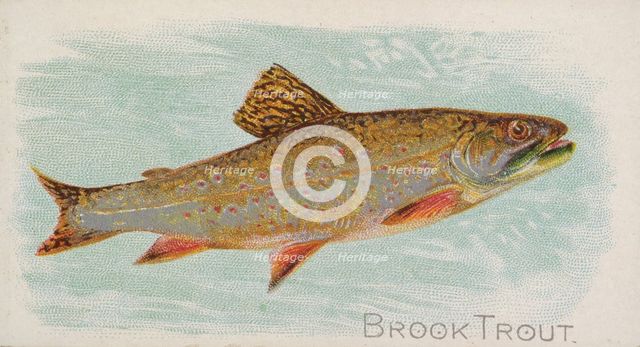 Brook Trout, from the Fish from American Waters series (N8) for Allen & Ginter Cigarettes ..., 1889. Creator: Allen & Ginter.