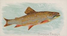 Brook Trout, from the Fish from American Waters series (N8) for Allen & Ginter Cigarettes ..., 1889. Creator: Allen & Ginter