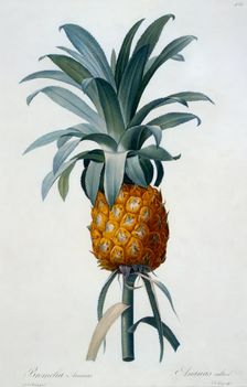 Bromelia Ananas