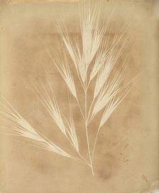 Bromus Maximus, Genoa, 1839. Creator: William Henry Fox Talbot