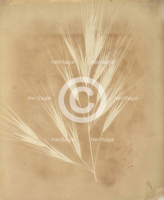 Bromus Maximus, Genoa, 1839. Creator: William Henry Fox Talbot.