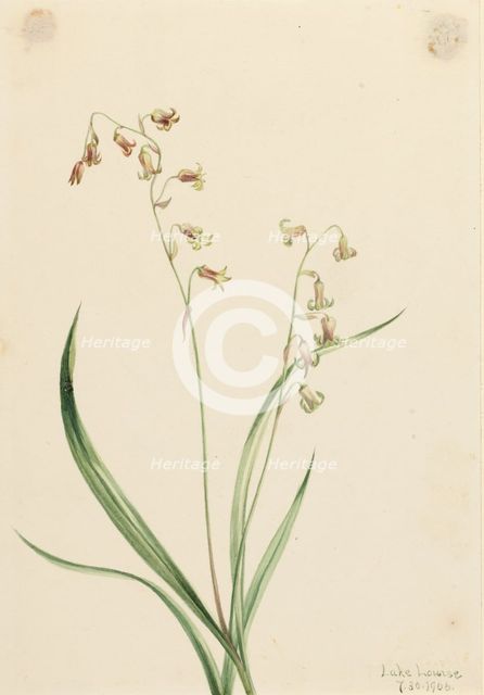 Bronzebells (Stenanthium occidentale), 1906. Creator: Mary Vaux Walcott.
