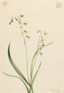 Bronzebells (Stenanthium occidentale), 1906. Creator: Mary Vaux Walcott