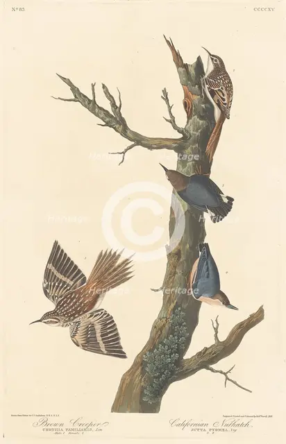 Brown Creeper and Californian Nuthatch, 1838. Creator: Robert Havell.