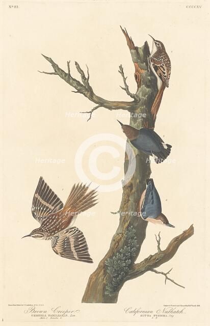 Brown Creeper and Californian Nuthatch, 1838. Creator: Robert Havell.