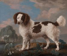 Brown and White Norfolk or Water Spaniel, 1778. Creator: George Stubbs