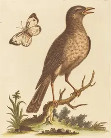 Brown Bird with a Butterfly. Creator: George Edwards