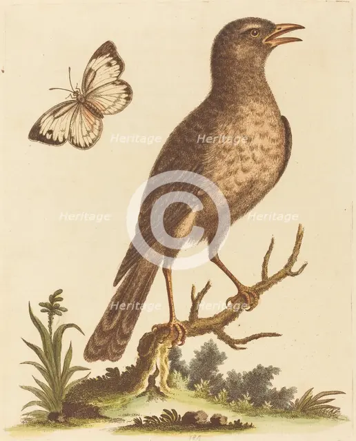 Brown Bird with a Butterfly. Creator: George Edwards.