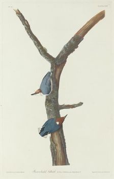 Brown-Headed Nuthatch, 1831. Creator: Robert Havell