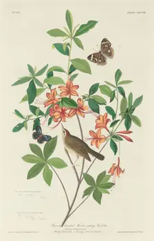 Brown-headed Worm-eating Warbler, 1834. Creator: Robert Havell