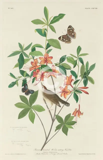Brown-headed Worm-eating Warbler, 1834. Creator: Robert Havell.