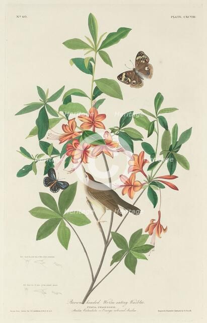 Brown-headed Worm-eating Warbler, 1834. Creator: Robert Havell.