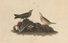 Brown Lark, 1827/1830. Creator: William Home Lizars