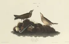 Brown Lark, 1827. Creator: William Home Lizars