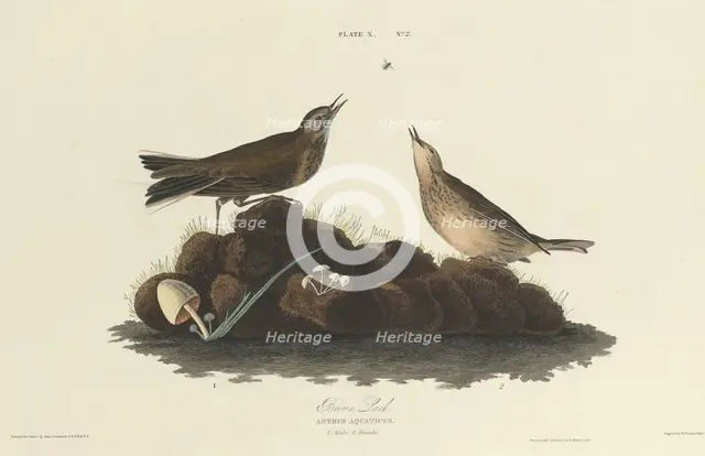 Brown Lark, 1827. Creator: William Home Lizars.