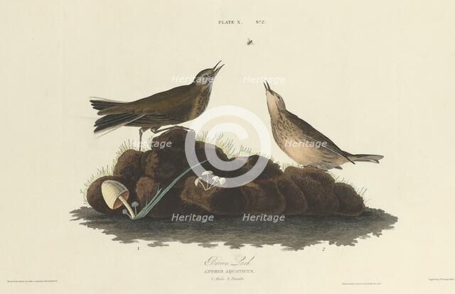 Brown Lark, 1827. Creator: William Home Lizars.