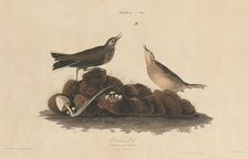 Brown Lark, 1827/1830. Creator: William Home Lizars