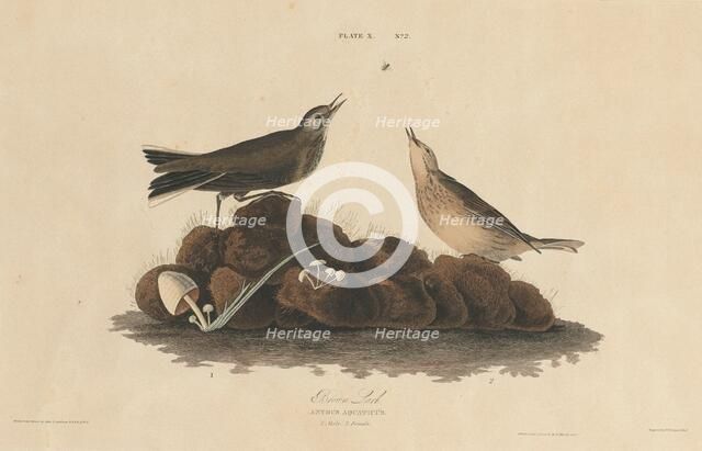 Brown Lark, 1827/1830. Creator: William Home Lizars.