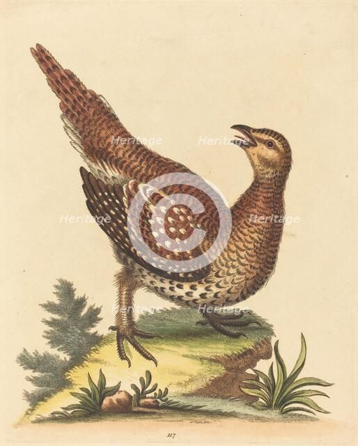 Brown Speckled Bird. Creator: George Edwards.