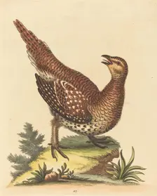 Brown Speckled Bird. Creator: George Edwards