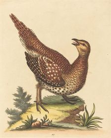 Brown Speckled Bird. Creator: George Edwards